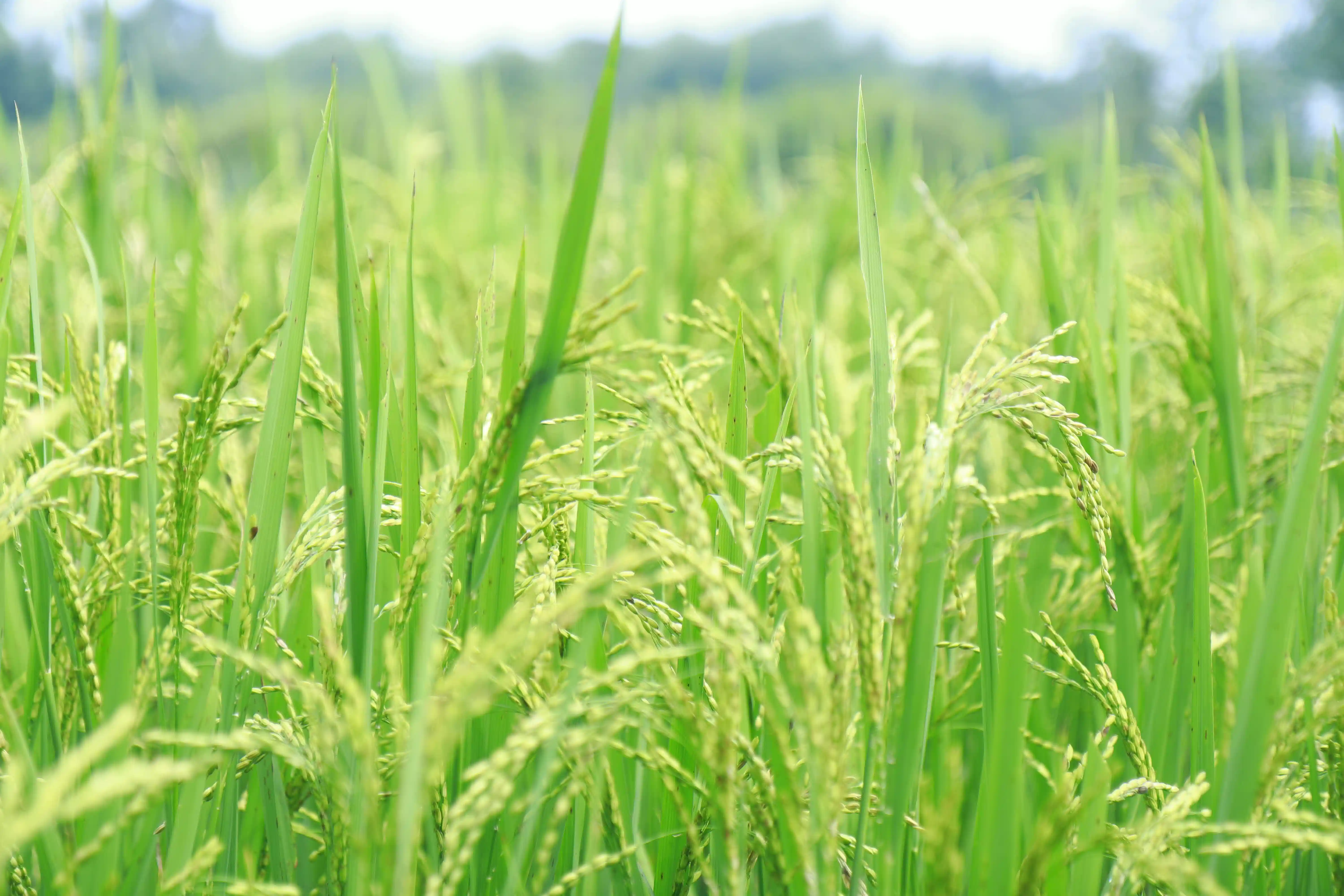 Rice crop